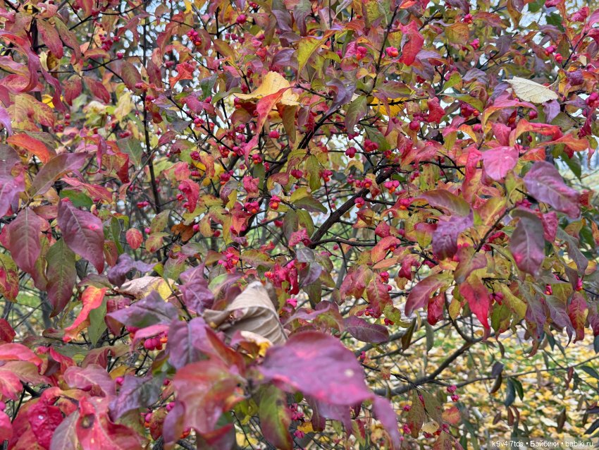 Золотая Осень с Момоко — Куклы Momoko и Ruruko (Petworks