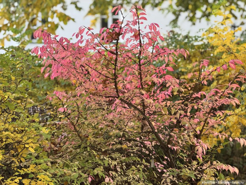 Золотая Осень с Момоко, продолжение