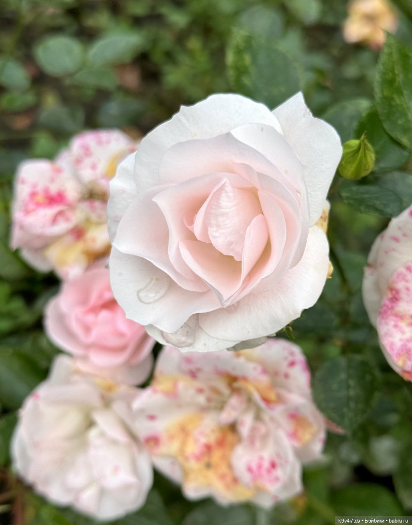 Золотая Осень с Момоко — Куклы Momoko и Ruruko (Petworks (фото 9)