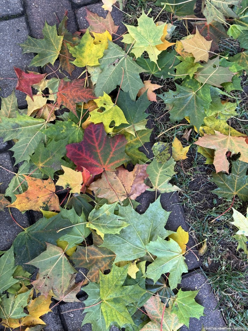 Золотая Осень с Момоко — Куклы Momoko и Ruruko (Petworks