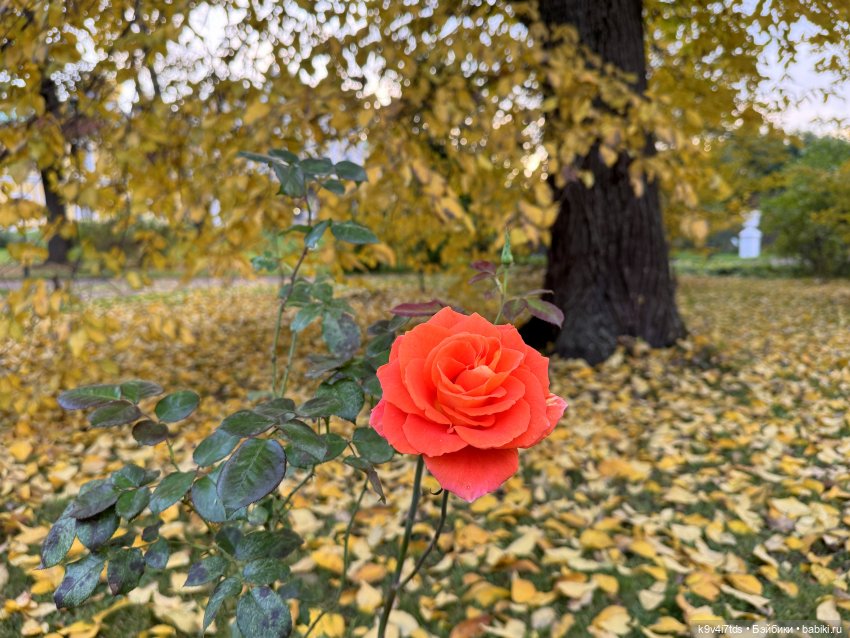 Золотая Осень с Момоко, продолжение