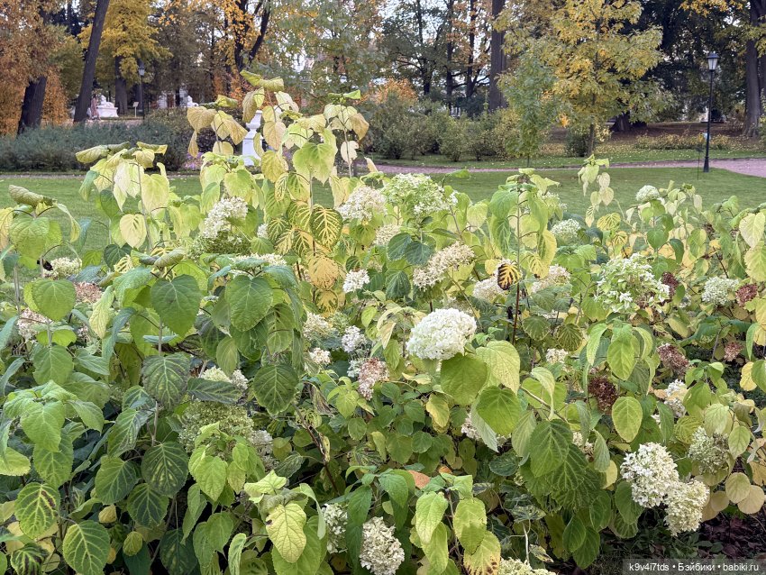 Золотая Осень с Момоко, продолжение