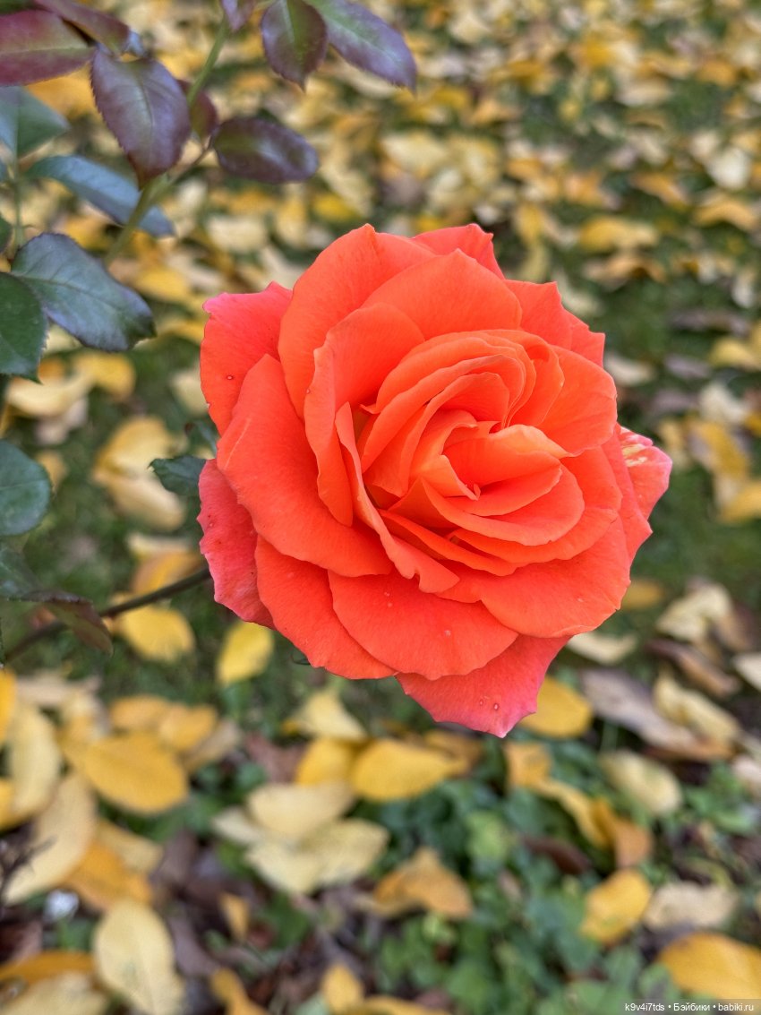 Золотая Осень с Момоко, продолжение (фото 2)