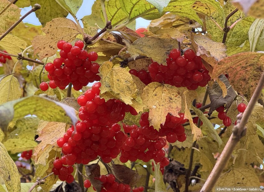 Золотая Осень с Момоко — Куклы Momoko и Ruruko (Petworks