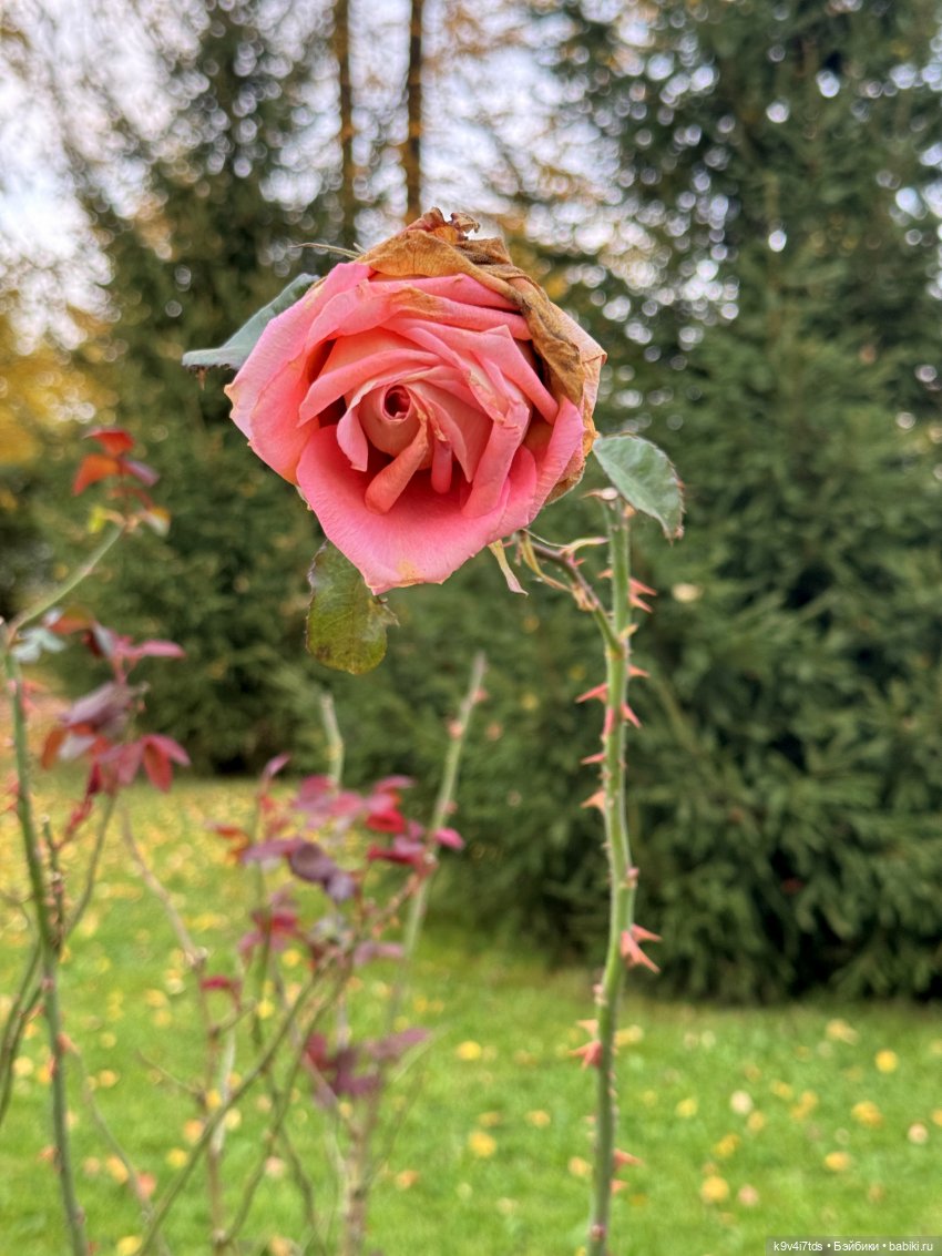 Золотая Осень с Момоко, продолжение