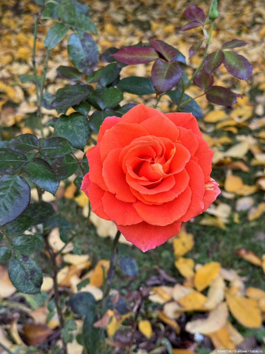 Золотая Осень с Момоко, продолжение (фото 3)