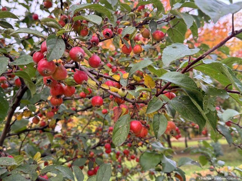 Золотая Осень с Момоко — Куклы Momoko и Ruruko (Petworks