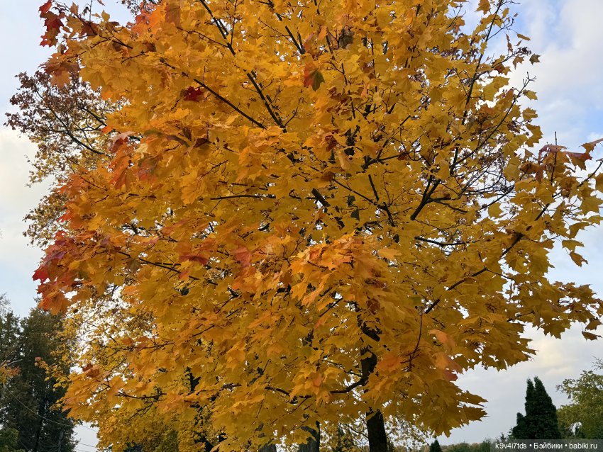 Золотая Осень с Момоко — Куклы Momoko и Ruruko (Petworks