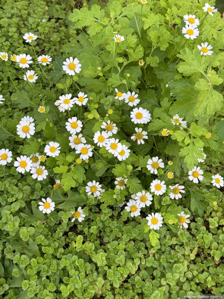 Золотая Осень с Момоко, продолжение