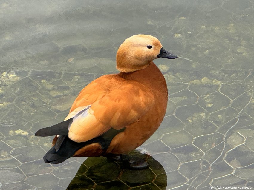 "Инопланетный" ноябрь, прогулка Фрейи в Москве