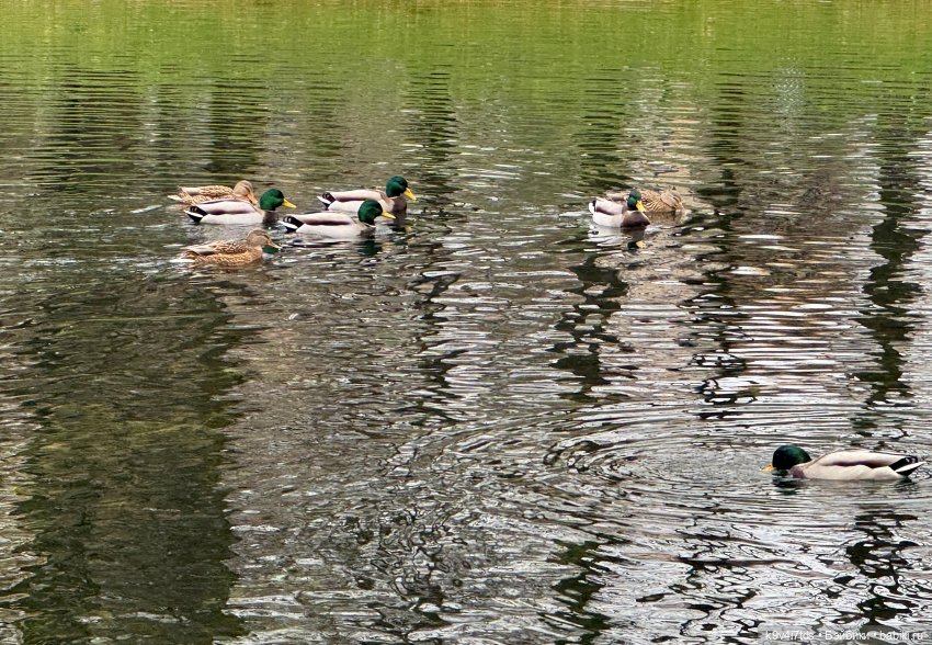 "Инопланетный" ноябрь, прогулка Фрейи в Москве
