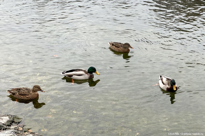 "Инопланетный" ноябрь, прогулка Фрейи в Москве