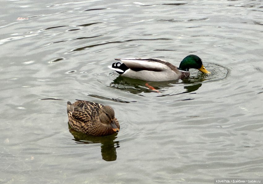 "Инопланетный" ноябрь, прогулка Фрейи в Москве