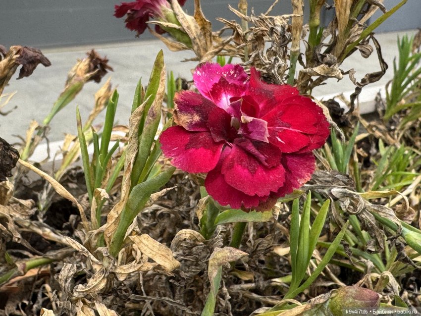 "Инопланетный" ноябрь, прогулка Фрейи в Москве