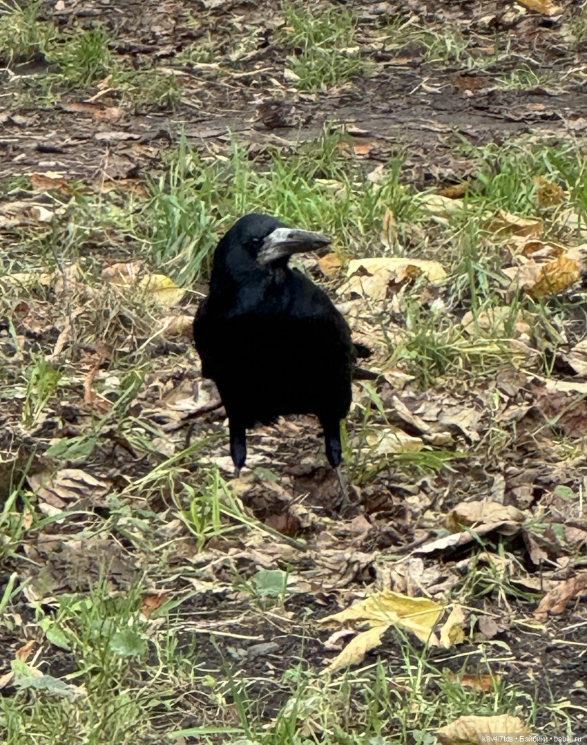"Инопланетный" ноябрь, прогулка Фрейи в Москве