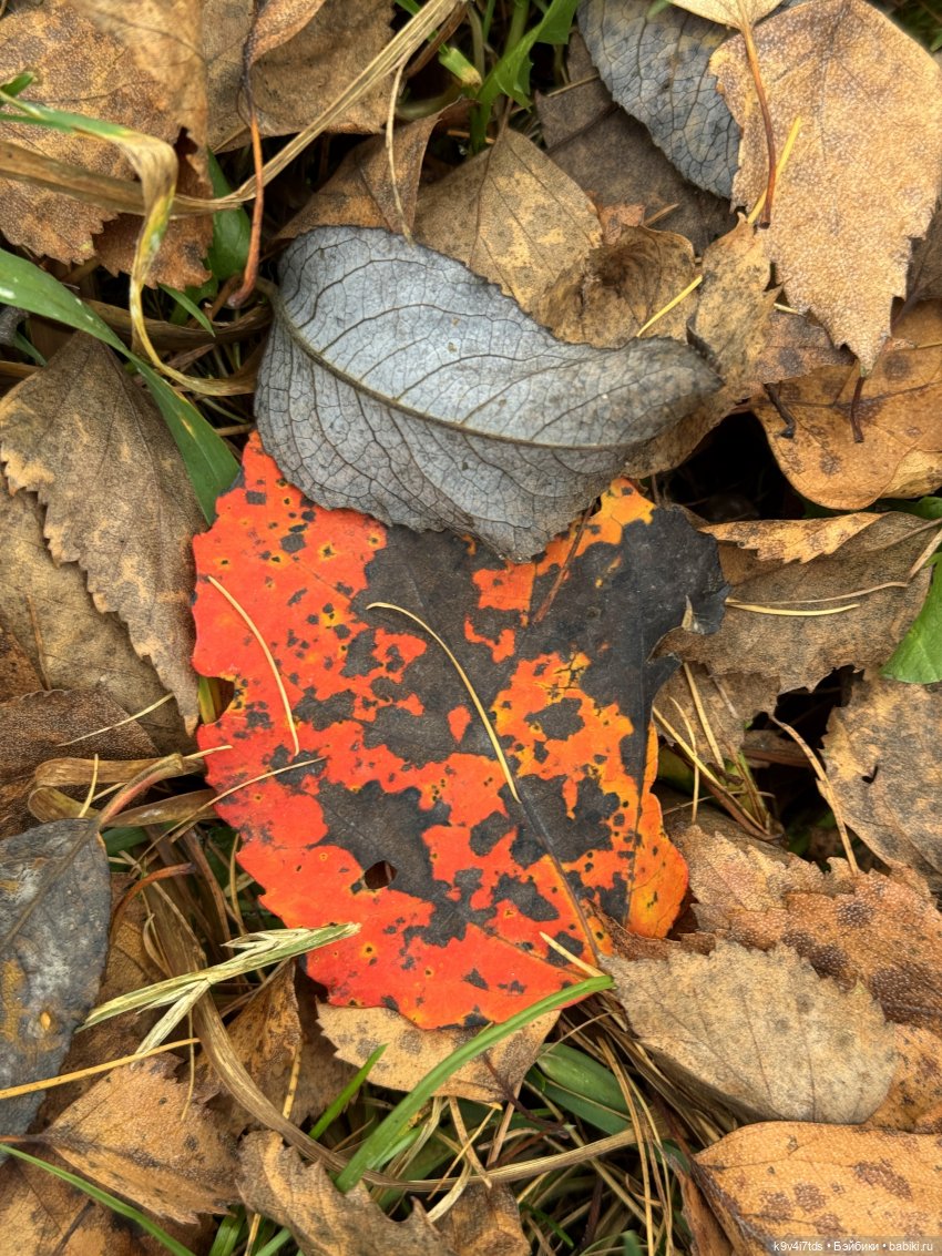 "Инопланетный" ноябрь, прогулка Фрейи в Москве (фото 9)