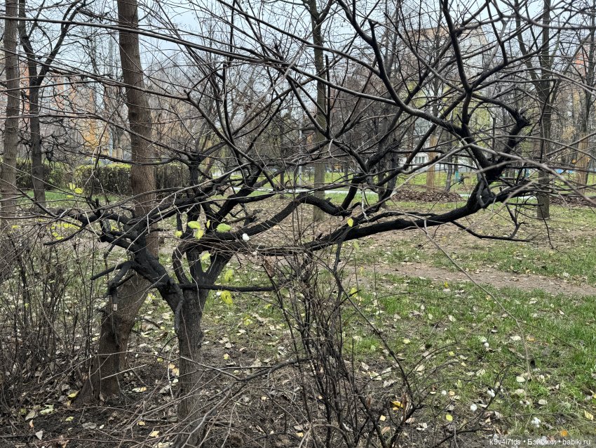 "Инопланетный" ноябрь, прогулка Фрейи в Москве