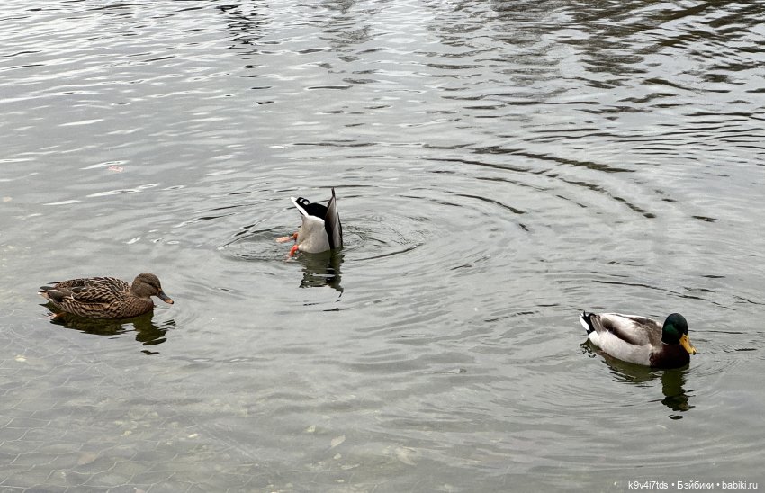 "Инопланетный" ноябрь, прогулка Фрейи в Москве