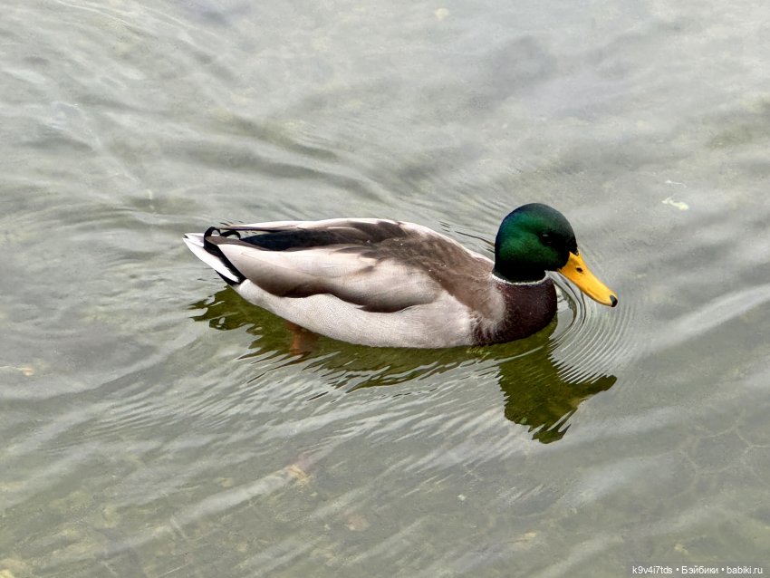 "Инопланетный" ноябрь, прогулка Фрейи в Москве