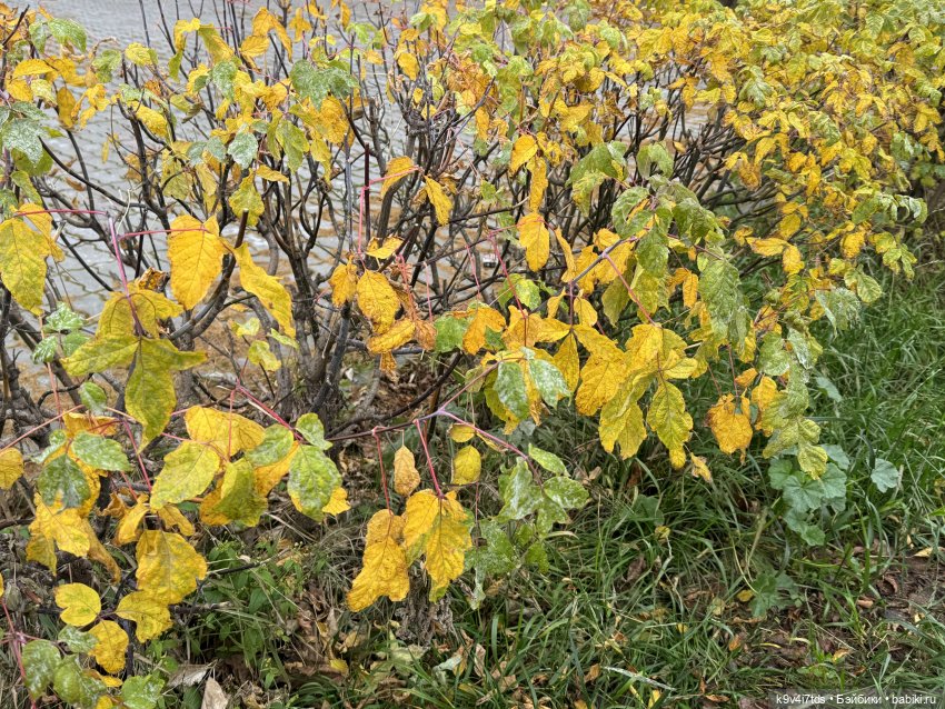 "Инопланетный" ноябрь, прогулка Фрейи в Москве