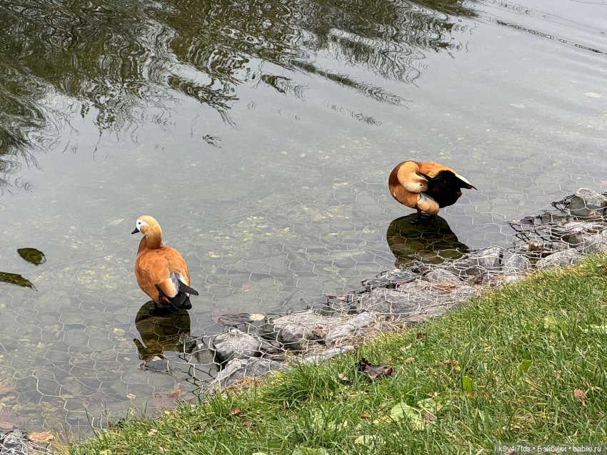 "Инопланетный" ноябрь, прогулка Фрейи в Москве