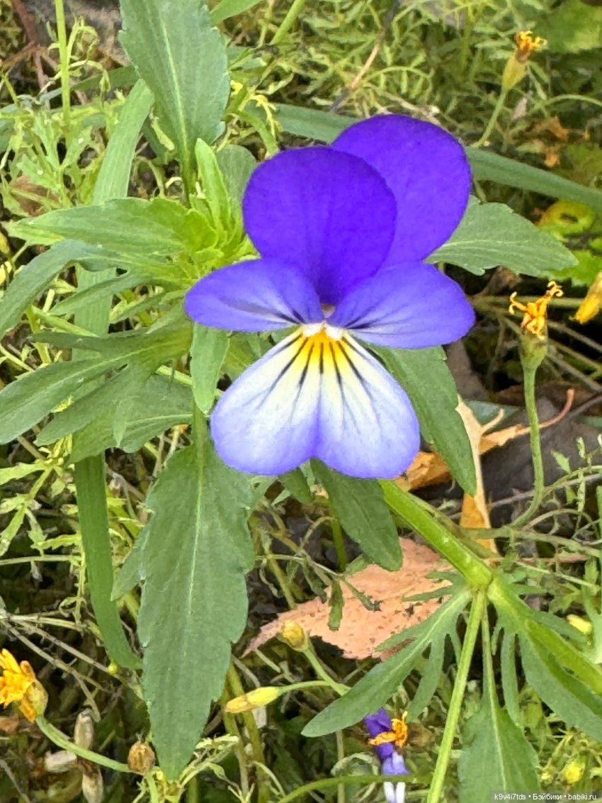 "Инопланетный" ноябрь, прогулка Фрейи в Москве
