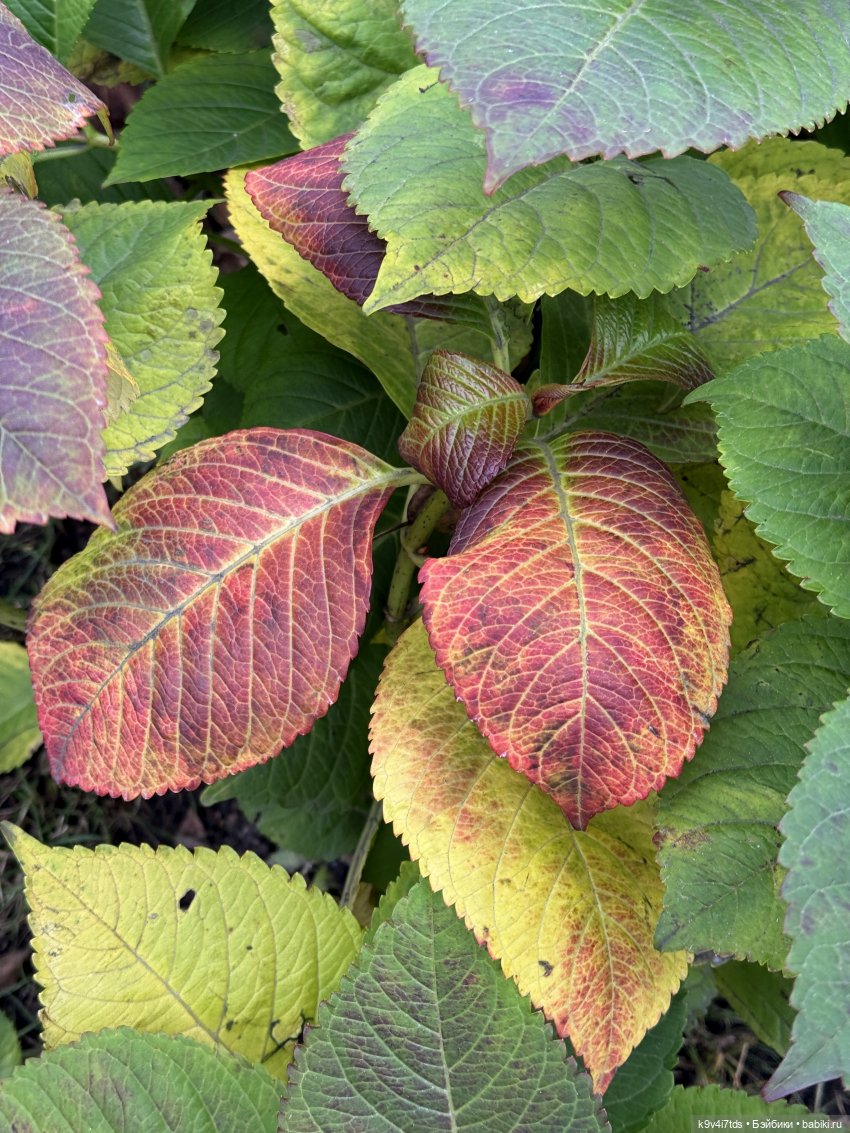 "Инопланетный" ноябрь, прогулка Фрейи в Москве (фото 10)