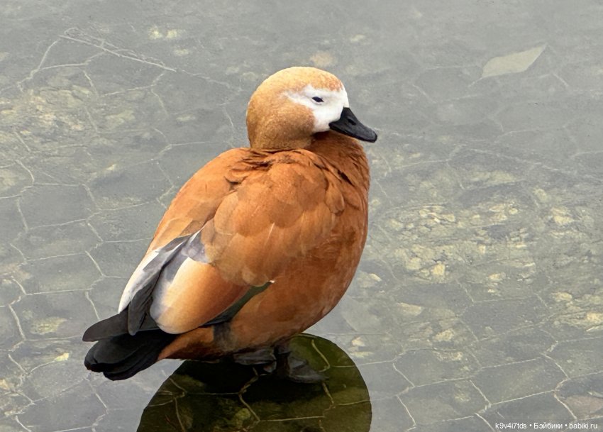 "Инопланетный" ноябрь, прогулка Фрейи в Москве