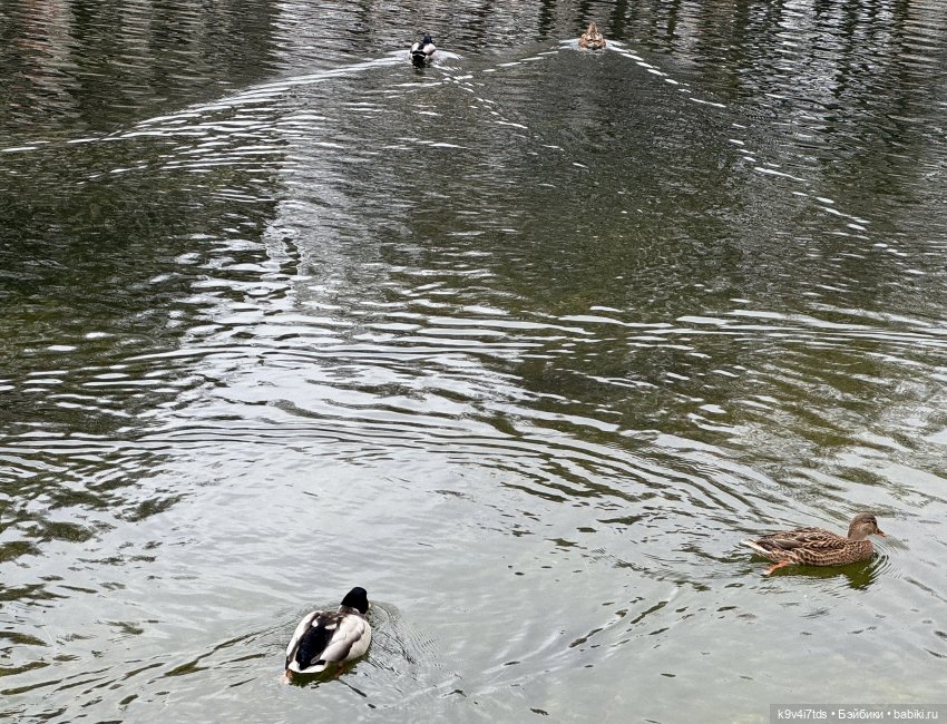 "Инопланетный" ноябрь, прогулка Фрейи в Москве