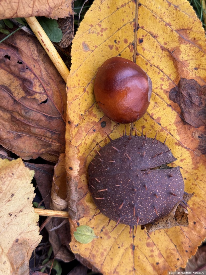 "Инопланетный" ноябрь, прогулка Фрейи в Москве