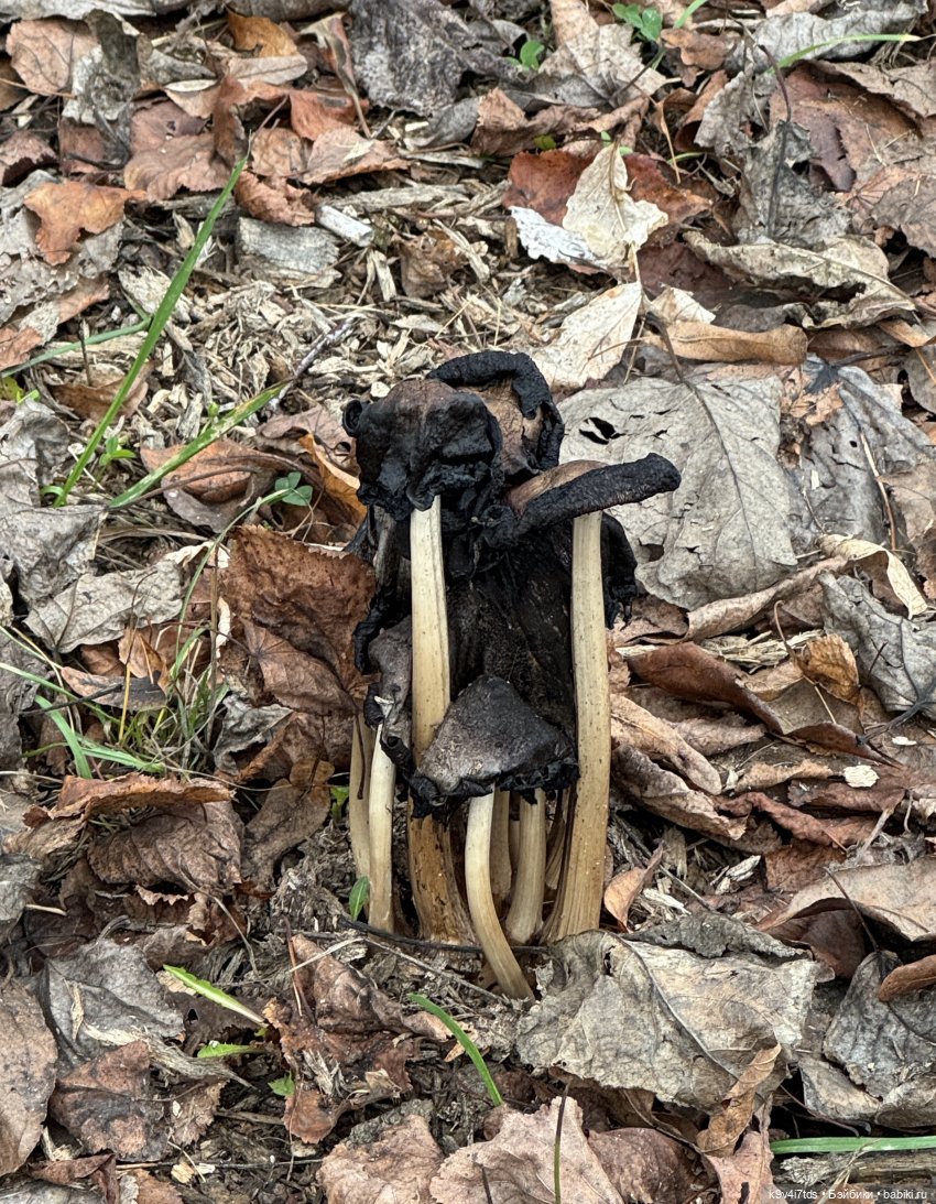 "Инопланетный" ноябрь, прогулка Фрейи в Москве