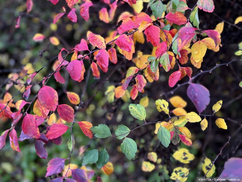 "Инопланетный" ноябрь, прогулка Фрейи в Москве