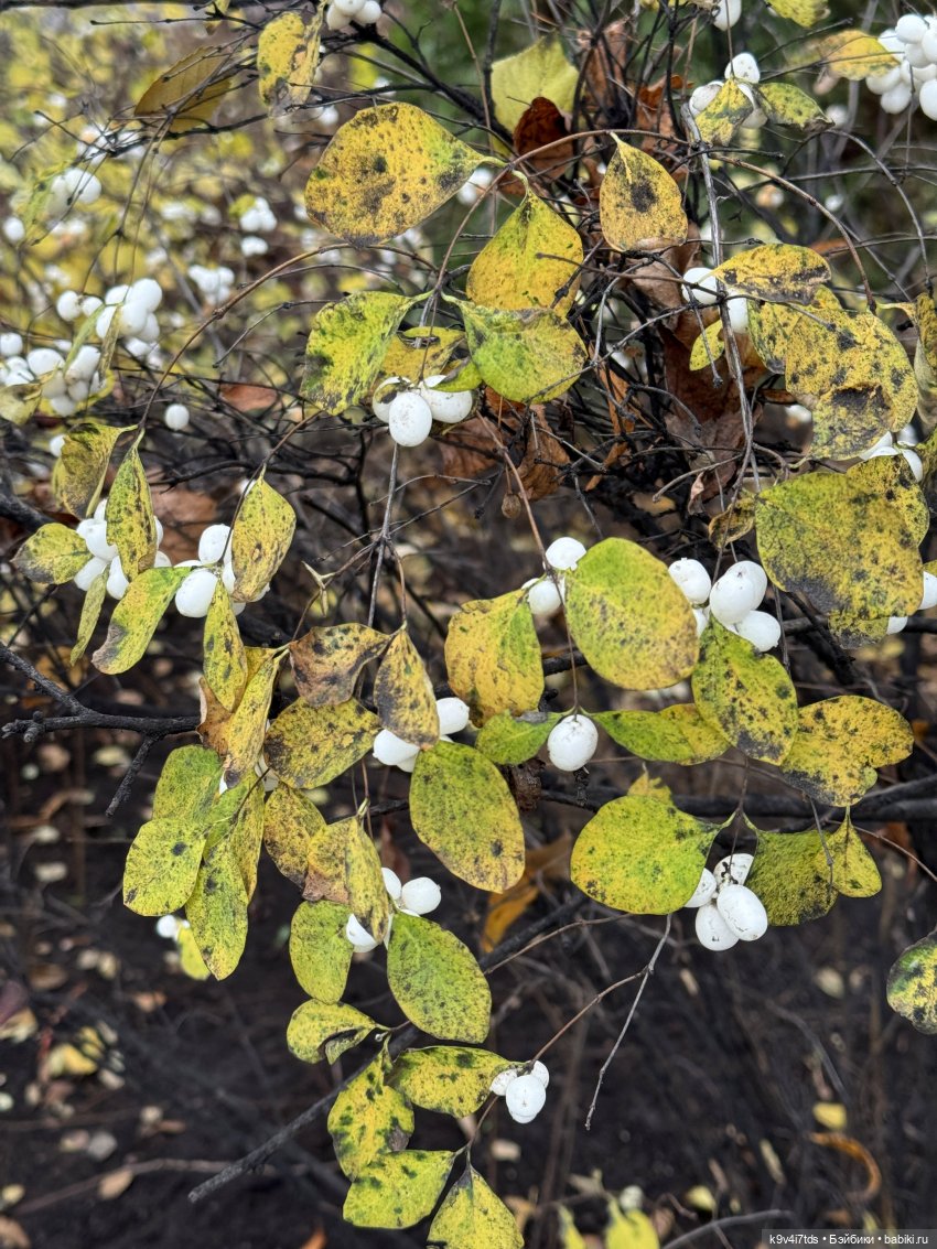 "Инопланетный" ноябрь, прогулка Фрейи в Москве