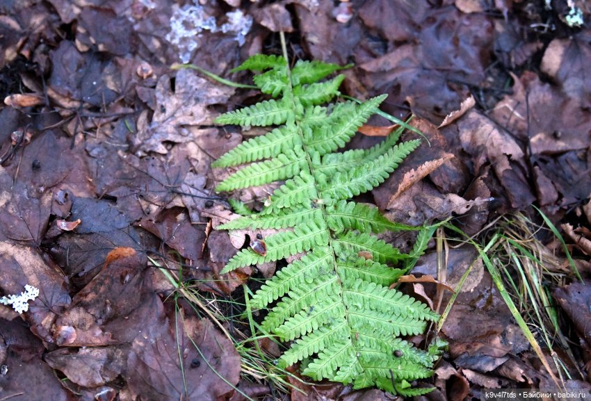 В последний день осени 2025 года