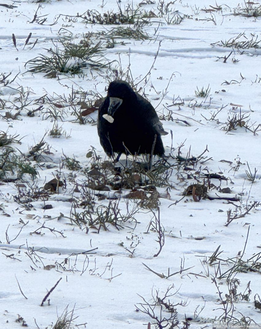Московские морозы — Авторские куклы BJD (БЖД) у нас дома: фото (фото 10)