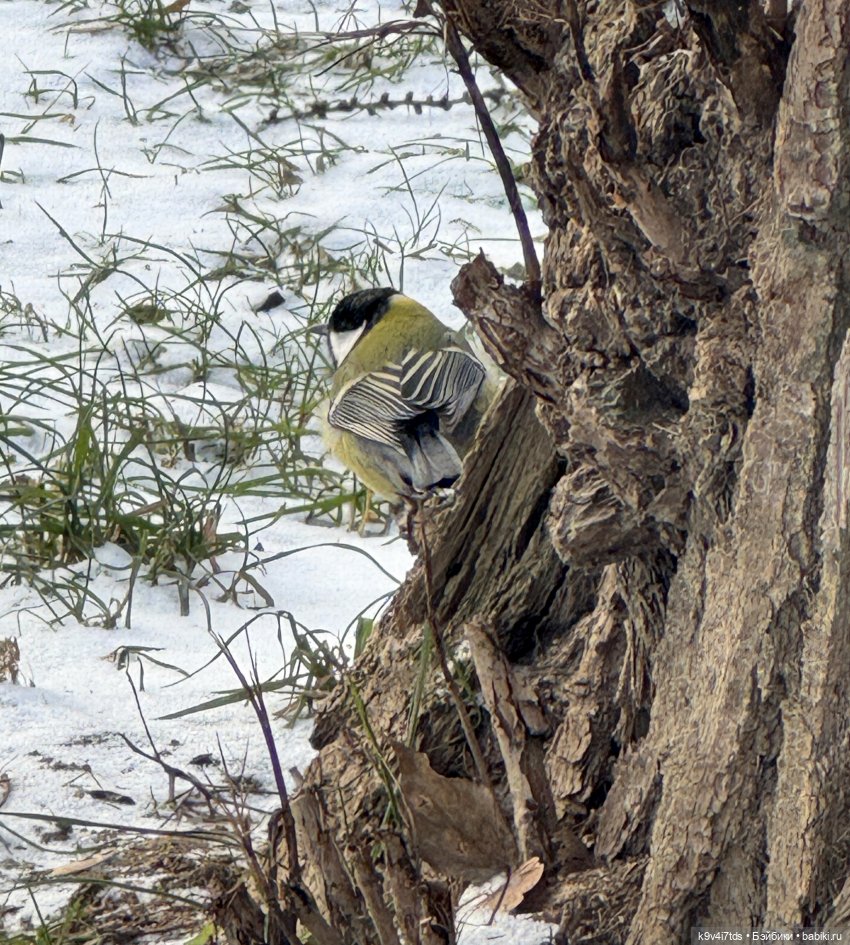 Московские морозы — Авторские куклы BJD (БЖД) у нас дома: фото