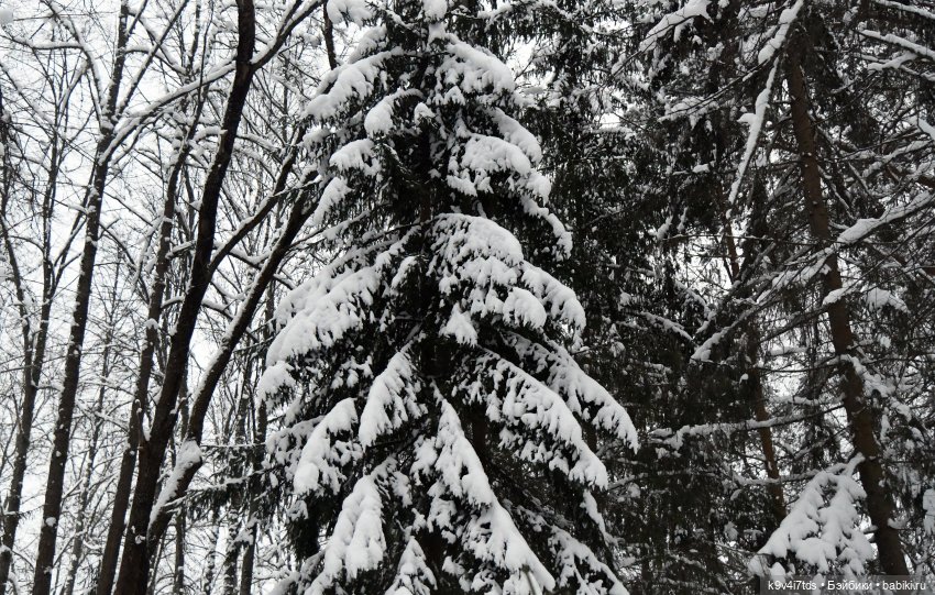 Рождественское путешествие Лоло в прекрасное "Василёво" (фото 8)