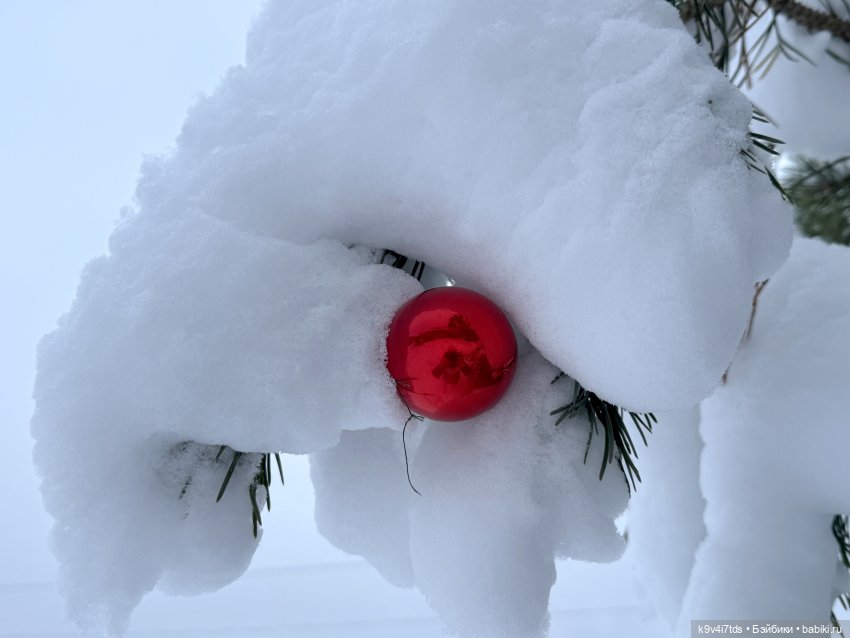 Лоло и новогодняя сосенка