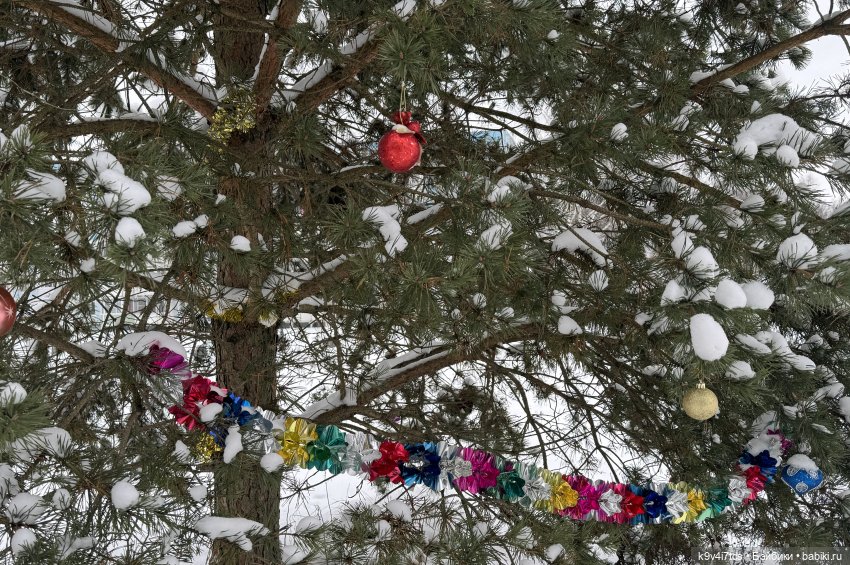 Лоло и новогодняя сосенка (фото 2)