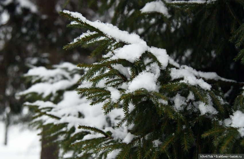 Рождественское путешествие Лоло в прекрасное "Василёво"