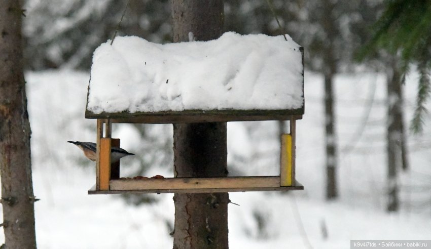 Рождественское путешествие Лоло в прекрасное "Василёво" (фото 6)