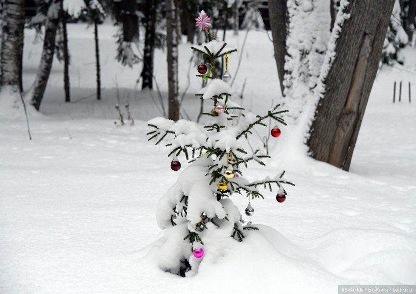 Рождественское путешествие Лоло в прекрасное "Василёво" (фото 5)