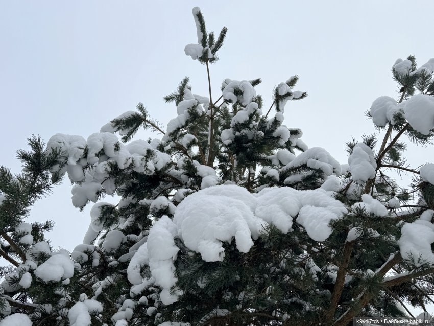 Лоло и новогодняя сосенка (фото 4)