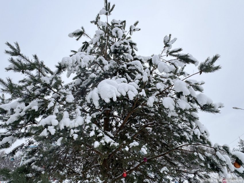 Лоло и новогодняя сосенка