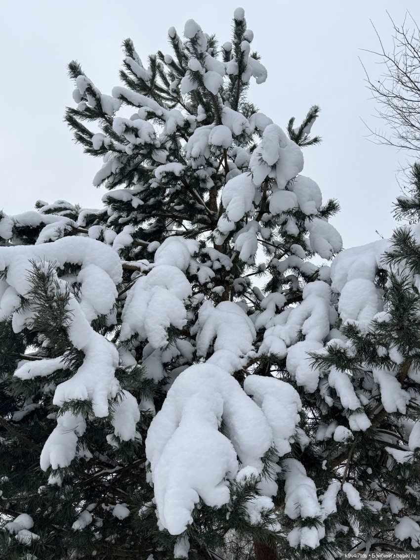 Лоло и новогодняя сосенка