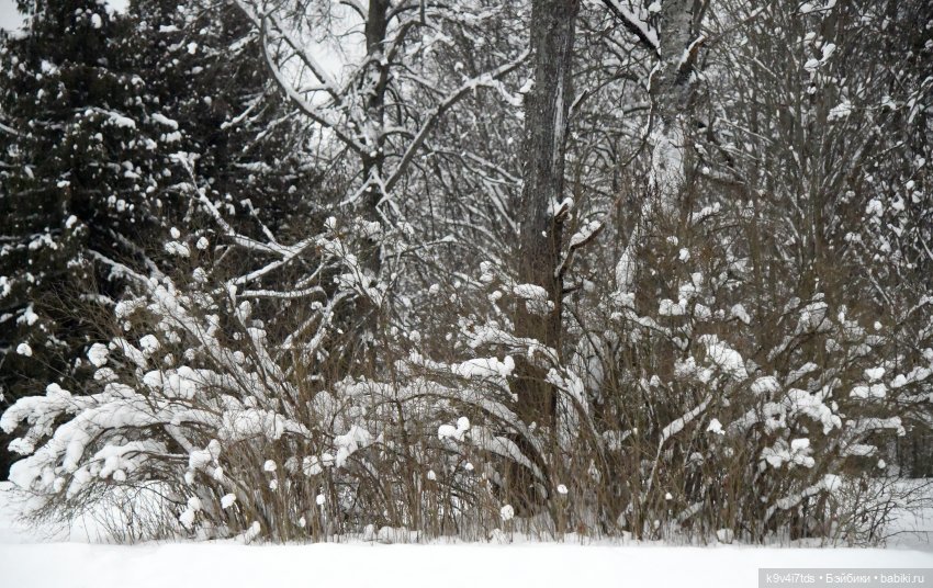 Рождественское путешествие Лоло в прекрасное "Василёво"