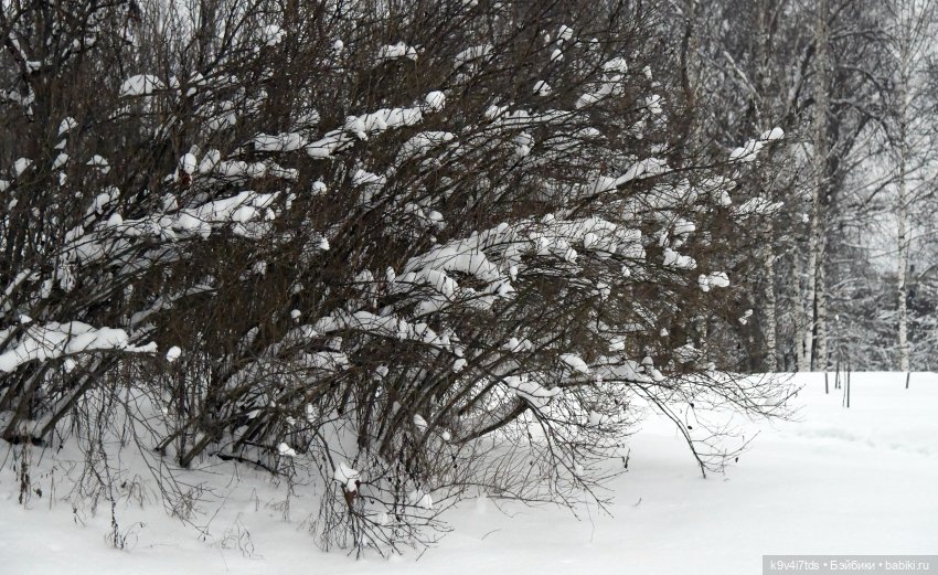 Рождественское путешествие Лоло в прекрасное "Василёво"