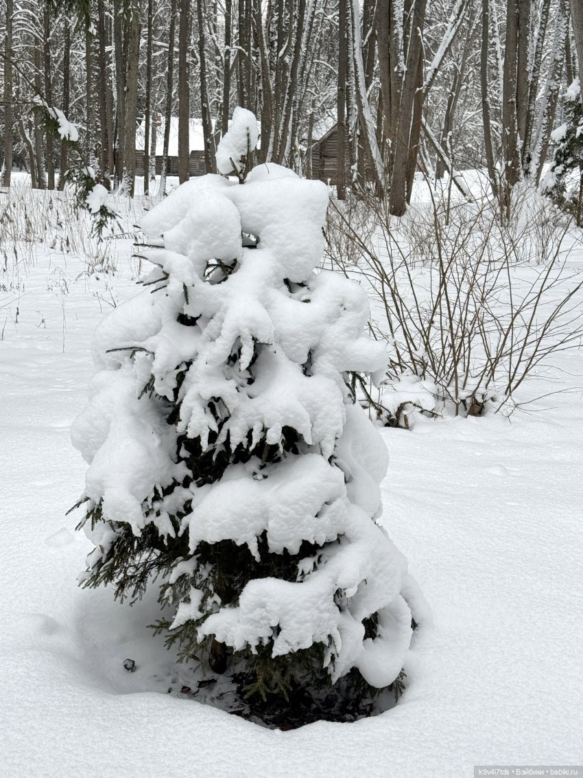 Рождественское путешествие Лоло в прекрасное "Василёво"