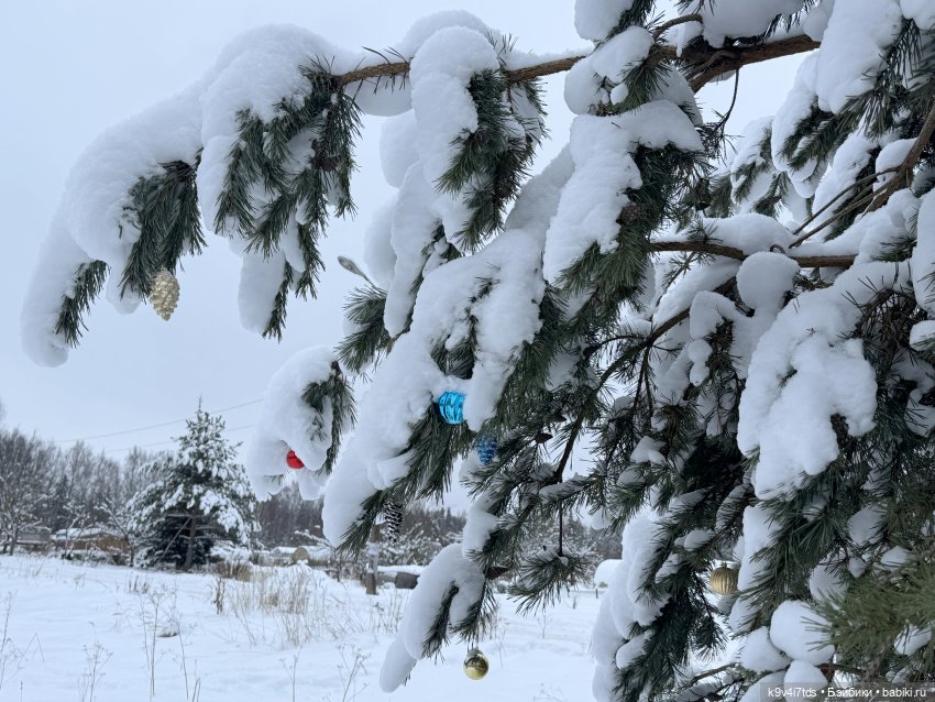 Лоло и новогодняя сосенка