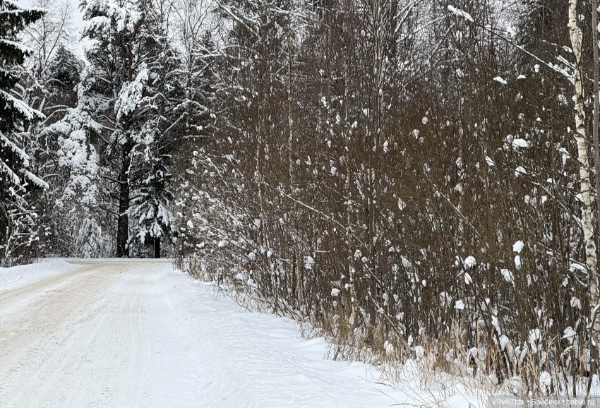 Лоло и новогодняя сосенка